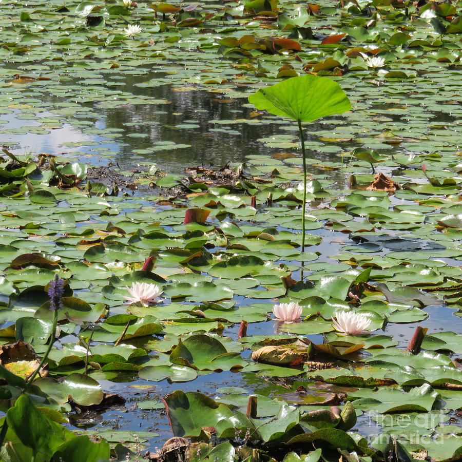 Lily Pads and Lotus Photograph by B Rossitto
