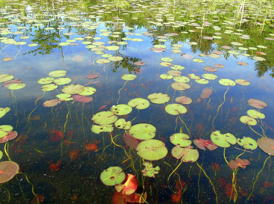 Lily Pads and Reflections Photograph by Susan Lafleur