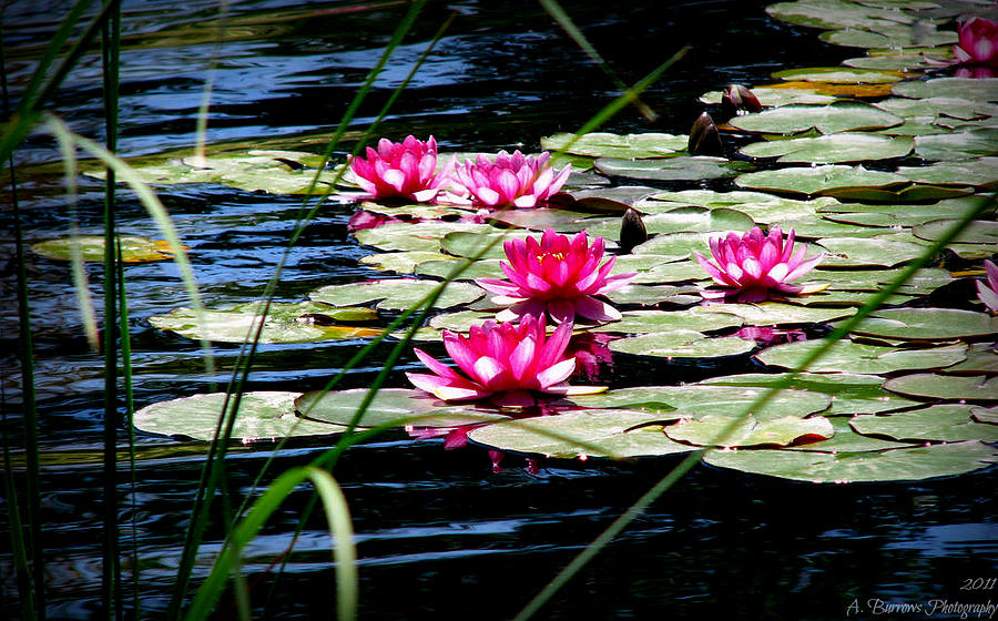 Lily Pads and Wildflowers Photograph by Aaron Burrows