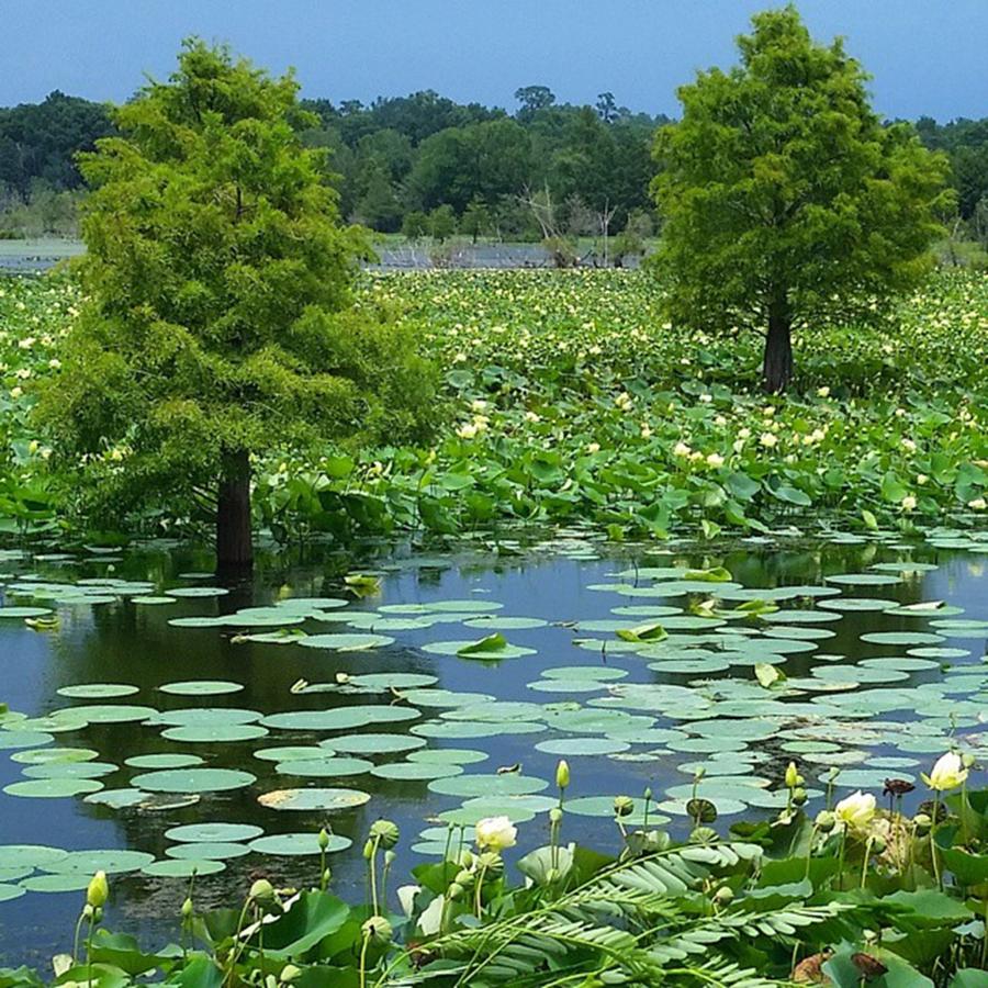 Nature Photograph - Lily Pads And Young Cypress Trees At by Karen Breeze