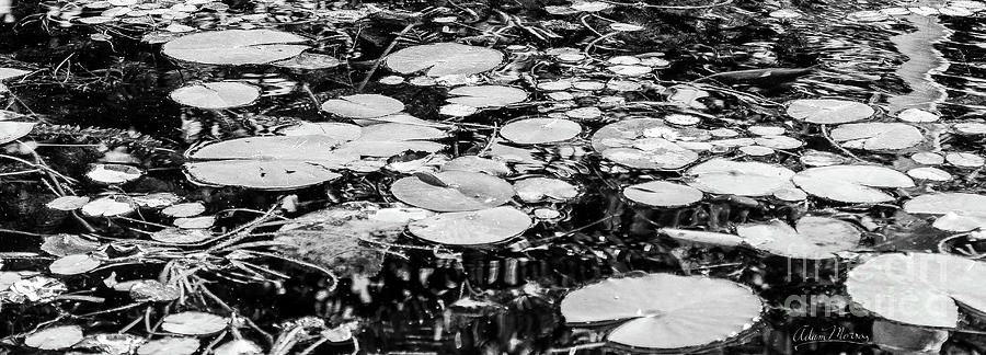 Lily Pads, Black and White Photograph by Adam Morsa