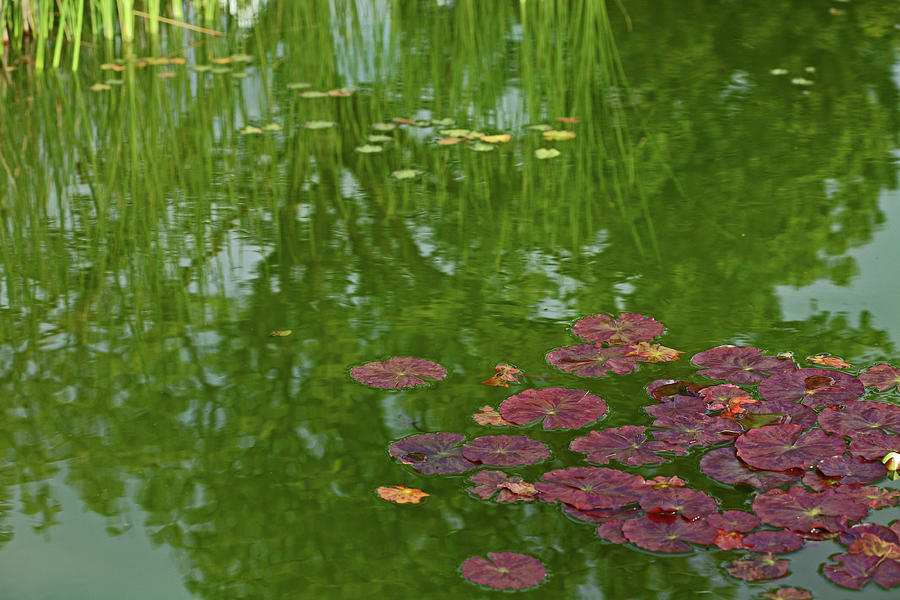 Nature Photograph - Lily Pads by Bonnie Bruno