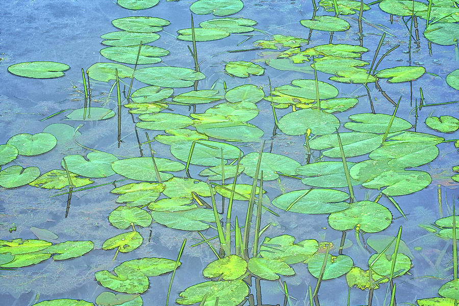 Lily Pads -Coloring Book Effect Photograph by Constantine Gregory