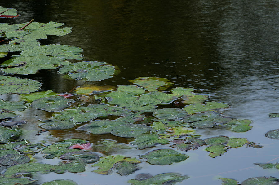 Lily Pads Photograph by Don Wolf