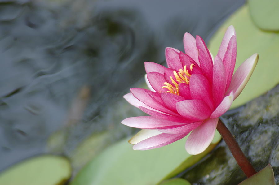 LILY PADS by DONNA BENTLEY LILY PADS by DONNA BENTLEY
