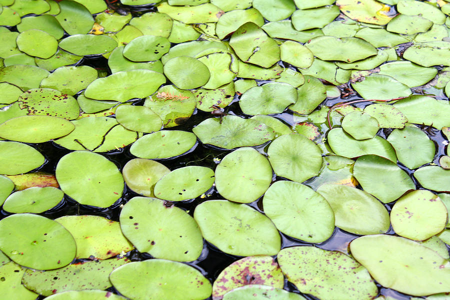 Lily Pads Photograph by Ellen Tully