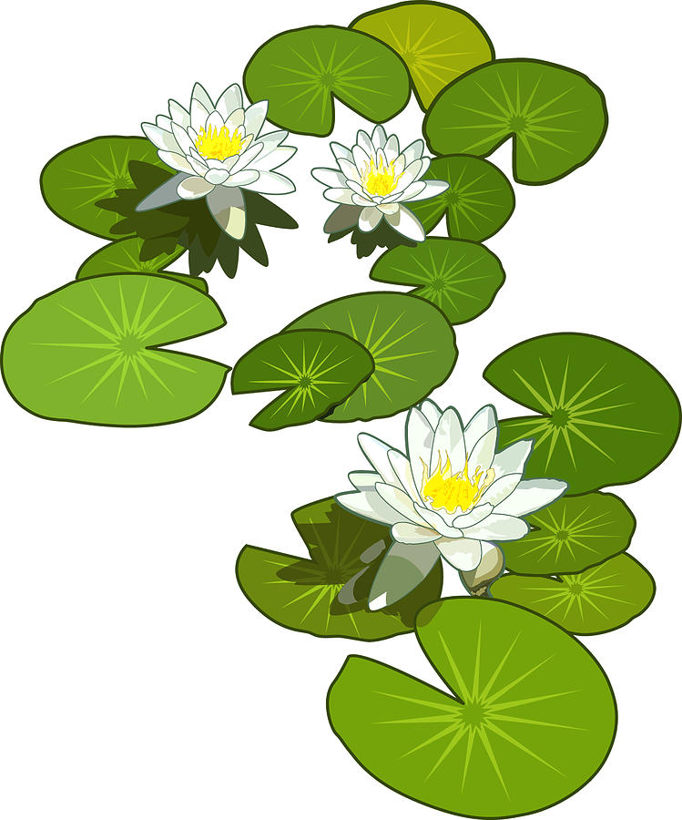 Lily Pads Digital Art by Erasmo Hernandez | Fine Art America