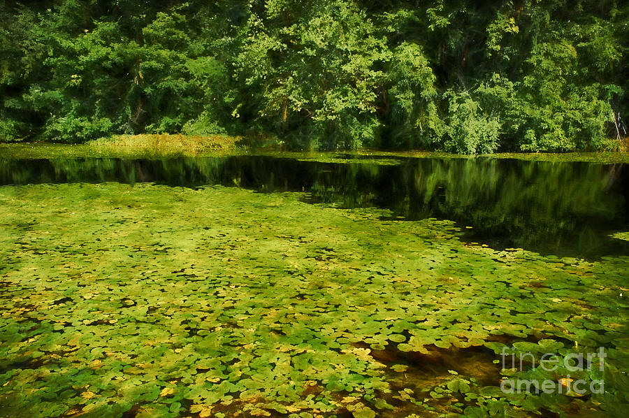 Claude Monet Painting - Lily Pads by HD Connelly