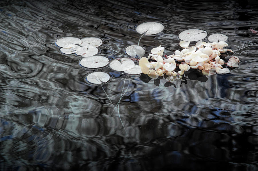 Lily Pads in Infrared Photograph by Randall Nyhof