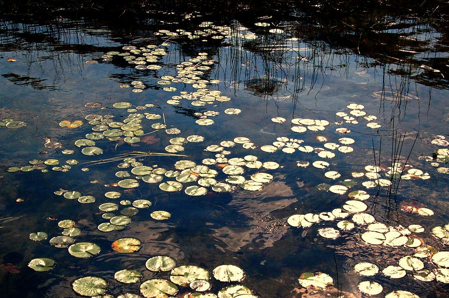 Flower Photograph - Lily Pads in Winthrop Maine by DeLa Hayes Coward