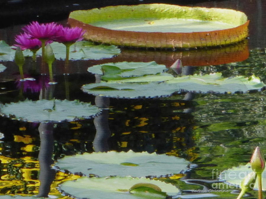 Lily Pads Photograph by Kathie Chicoine