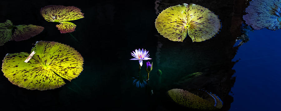 Lily Pads Photograph by Mike Dunn