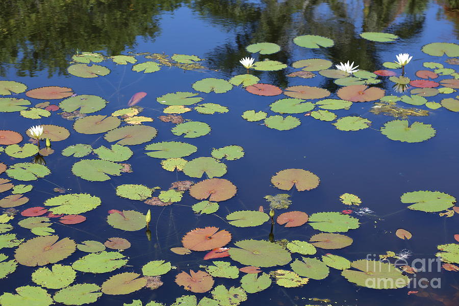 Lily Pads on Blue Pond Photograph by Carol Groenen