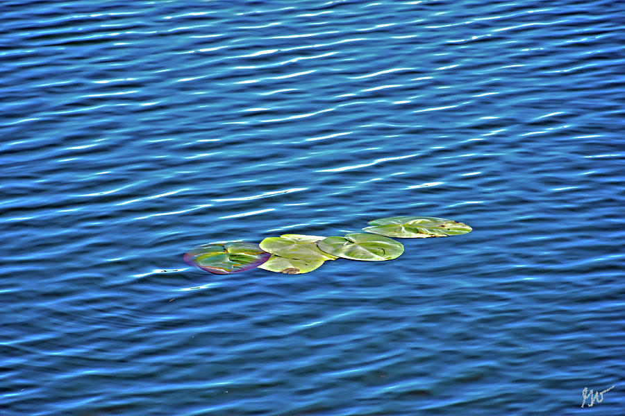 Lily Pads On Spring Lake Photograph