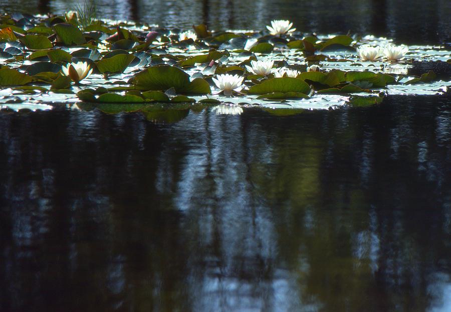 Lily Pads On Water  Photograph by Lyle Crump