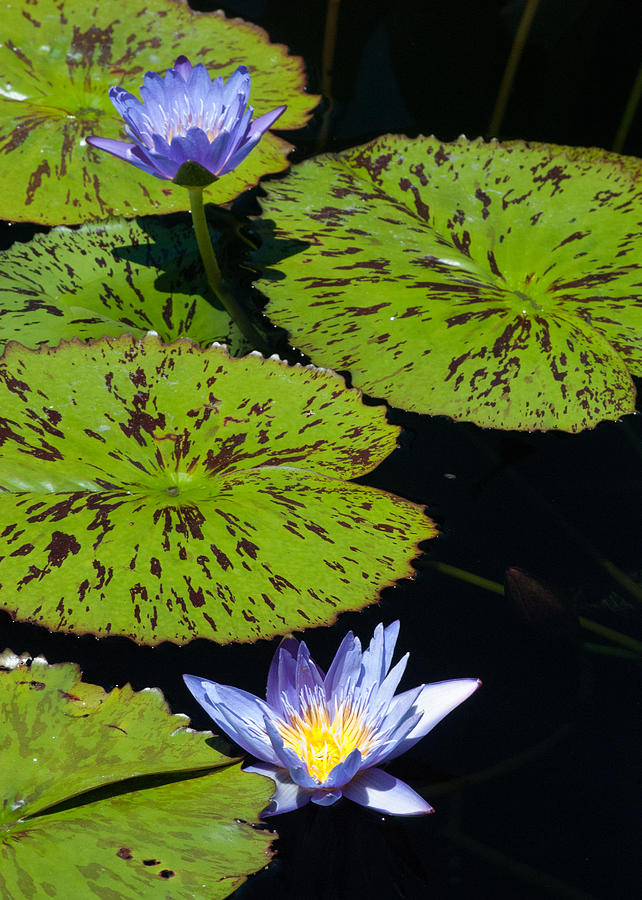 Lily Pads Photograph by Tom Potter