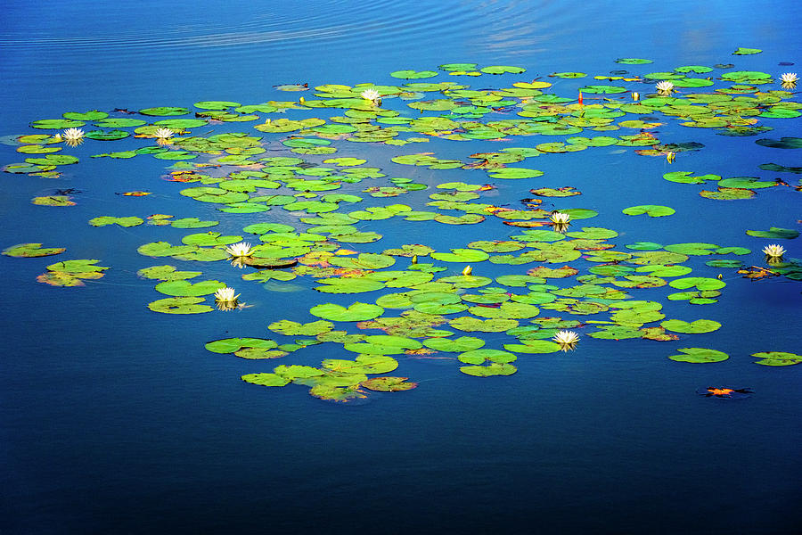 Lily Pads Photograph by Tom Singleton