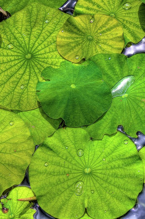 Nature Photograph - Lily Pads by William Wetmore