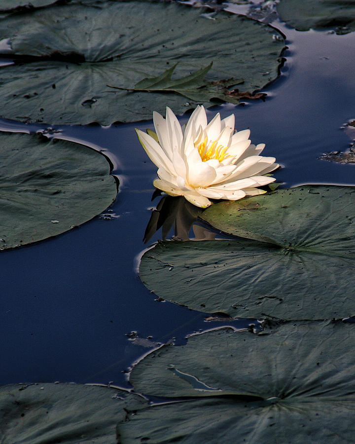 Lily Pads With Flower Photograph by William Selander