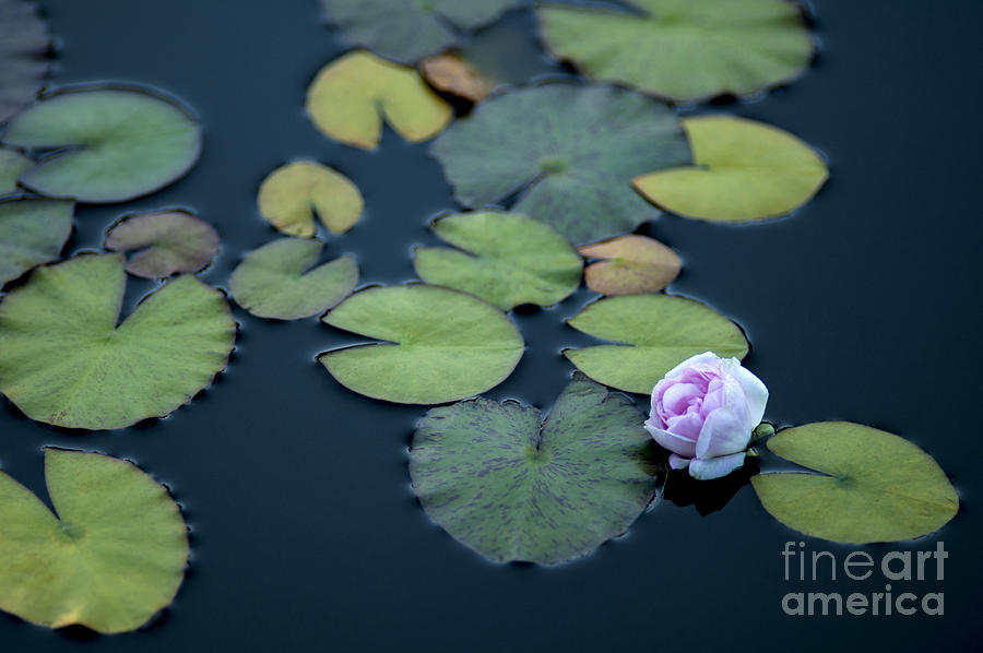 Lily Pads with Pink Flower Photograph by Jim Corwin