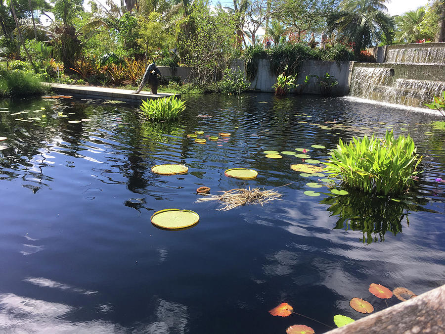 Lily  Pads with the Sky Reflecting in the Pond #1 Photograph by Susan Grunin