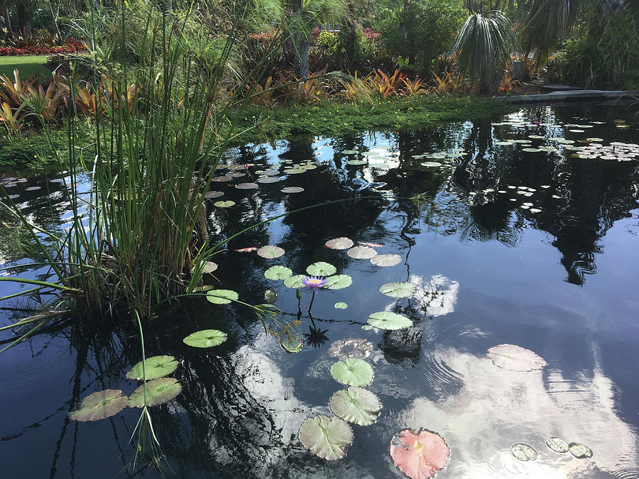 Lily  Pads with the Sky Reflecting in the Pond #2 Photograph by Susan Grunin