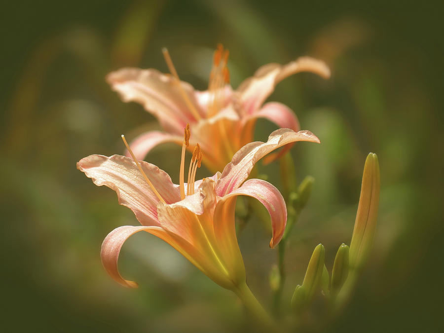 Lily Pair - Indian Summer Photograph by MTBobbins Photography