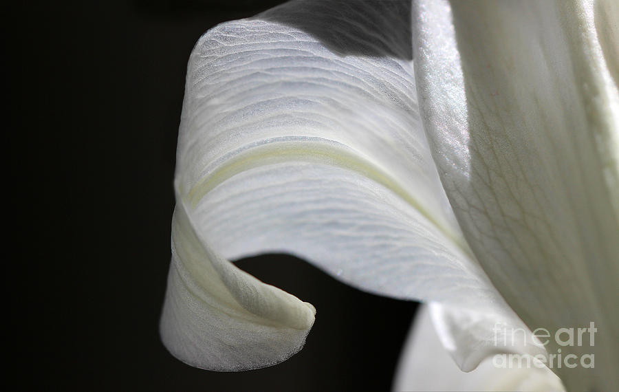 Lily Petal Abstract Number 2 Photograph