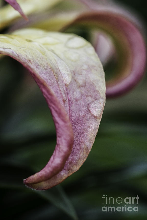 Lily Petal Photograph by Steve Purnell
