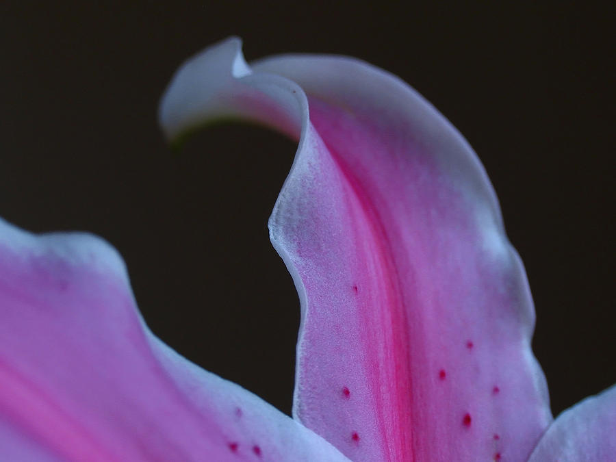 Lily Petals and Septals Photograph by Juergen Roth