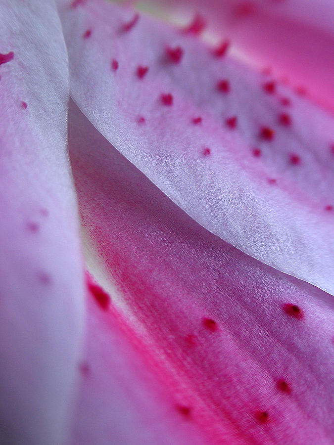 Lily Petals Photograph by Juergen Roth