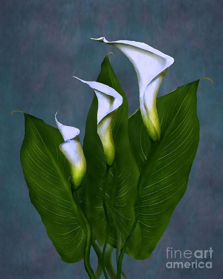 Lily Painting - White Calla Lilies #1 by Peter Piatt