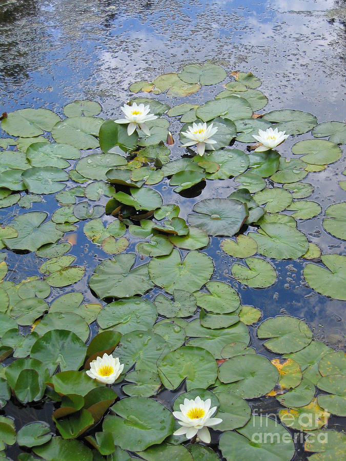 Lily Pond Photograph by Ann Horn
