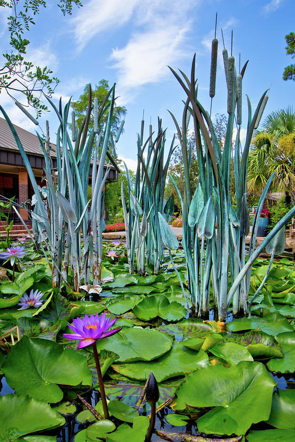 Lily Pond Art Photograph by Linda Unger