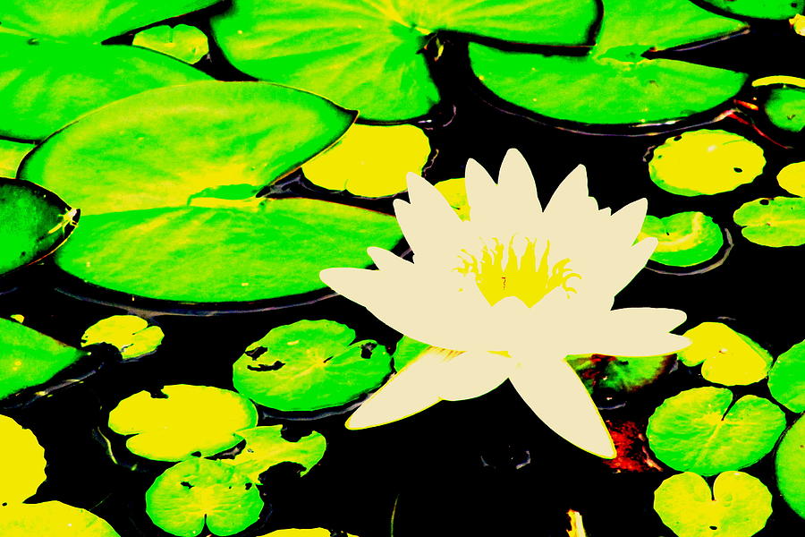 Lily Pond Photograph by Douglas Pike
