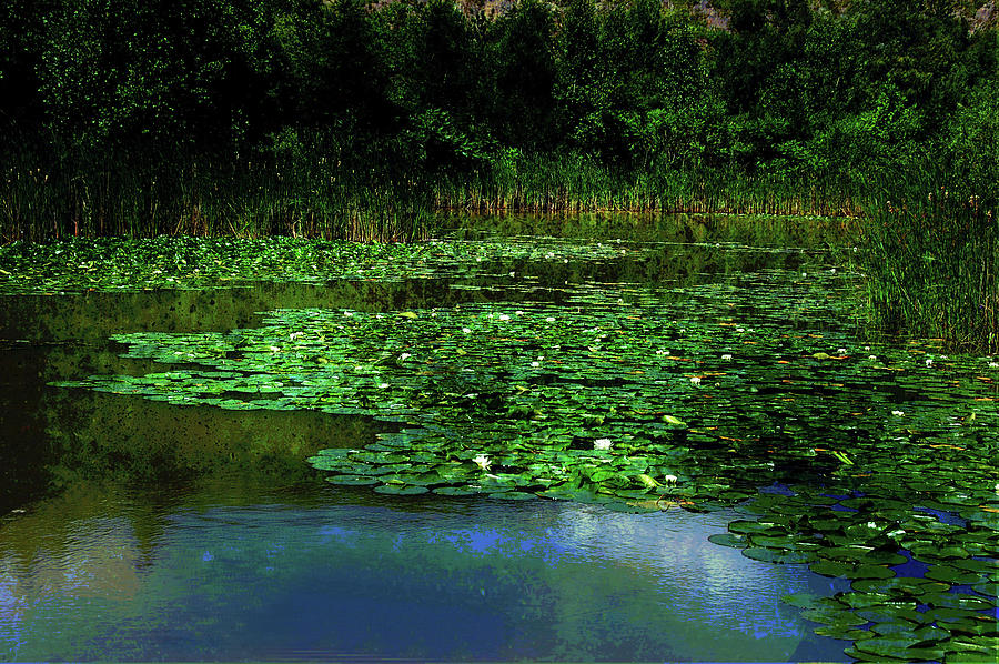 Lily Pond Photograph by Elaine Manley