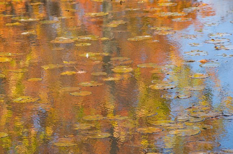 Nature Photograph - Lily Pond by Elisabeth Czwikla Nature Photograph - Lily Pond by Elisabeth Czwikla