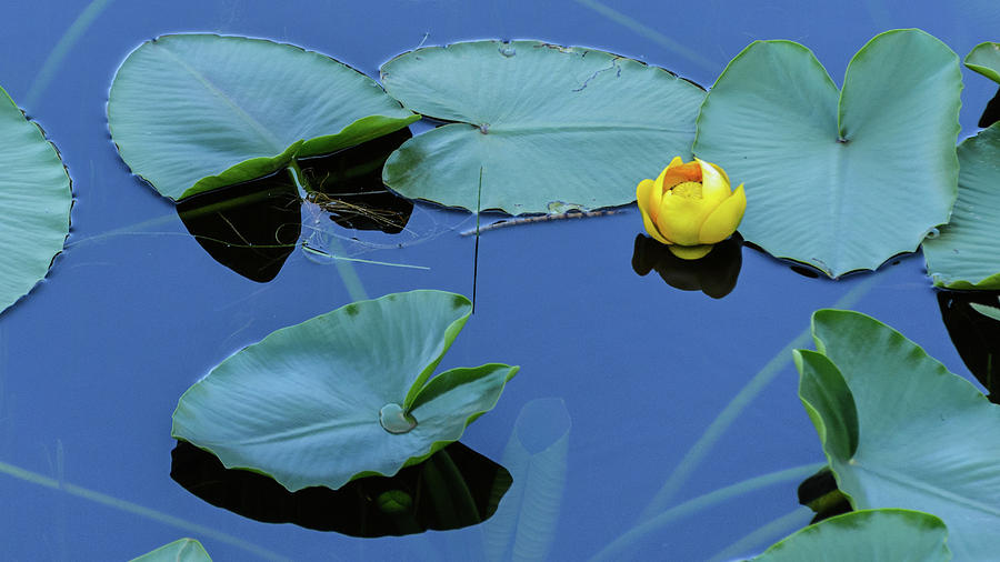 Blue Photograph - Lily Pond by Emily Bristor
