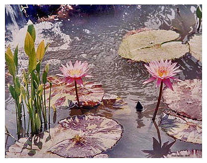 Lily Painting - Lily Pond by Fred Jinkins