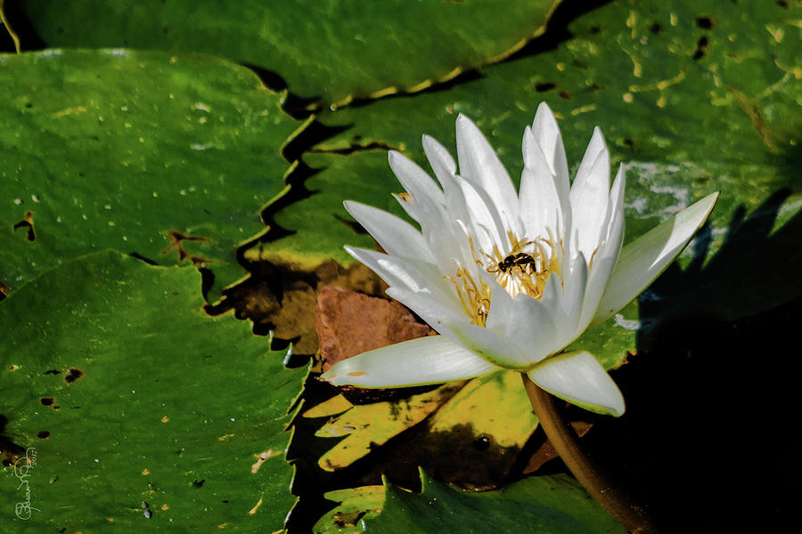 Lily Pond I Photograph by Susan Molnar