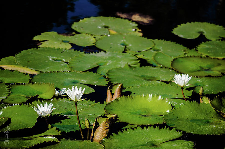 Lily Pond II Photograph by Susan Molnar