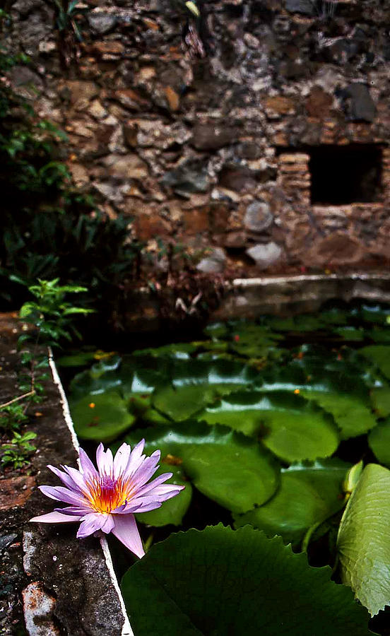 Lily pond in ruins. USVI Photograph by Bill Jonscher
