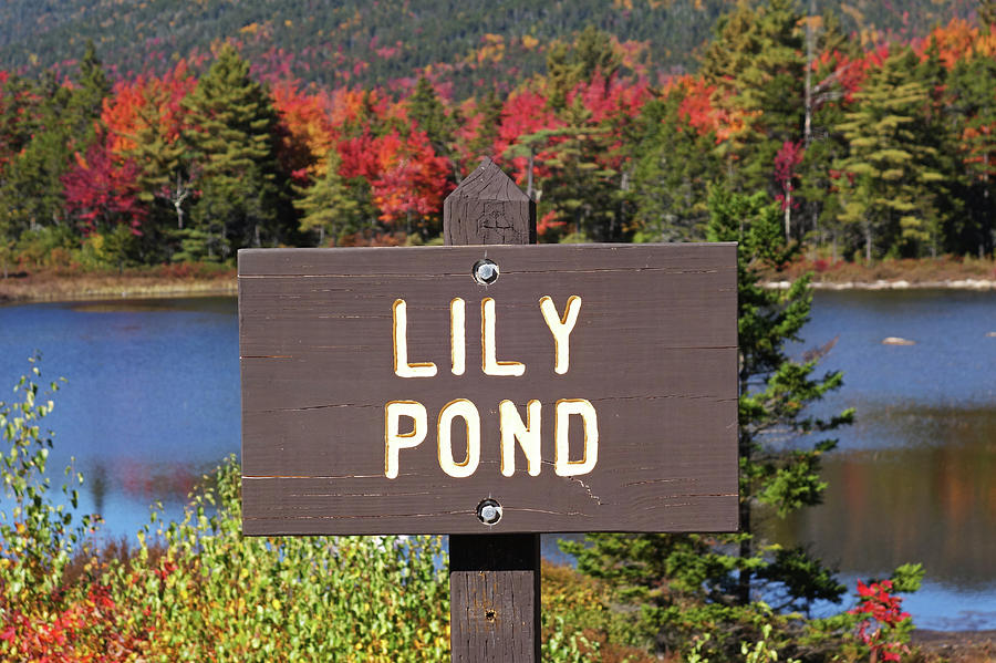 Lily Pond Kancamagus Highway Somersworth NH New Hampshire Photograph by