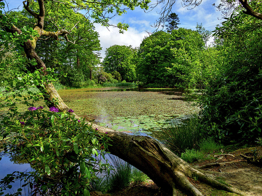 Lily Pond Photograph by Mark Llewellyn