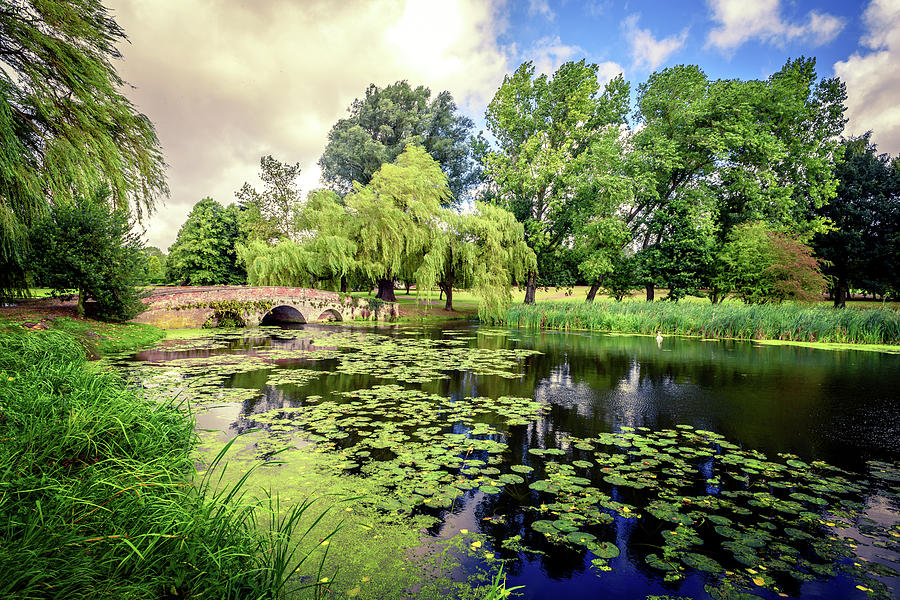 Lily Pond of England Photograph by John Williams