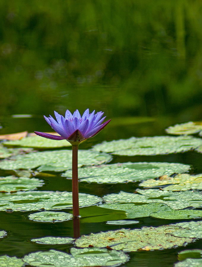 Lily Pond Perfection Photograph by Maria Keady