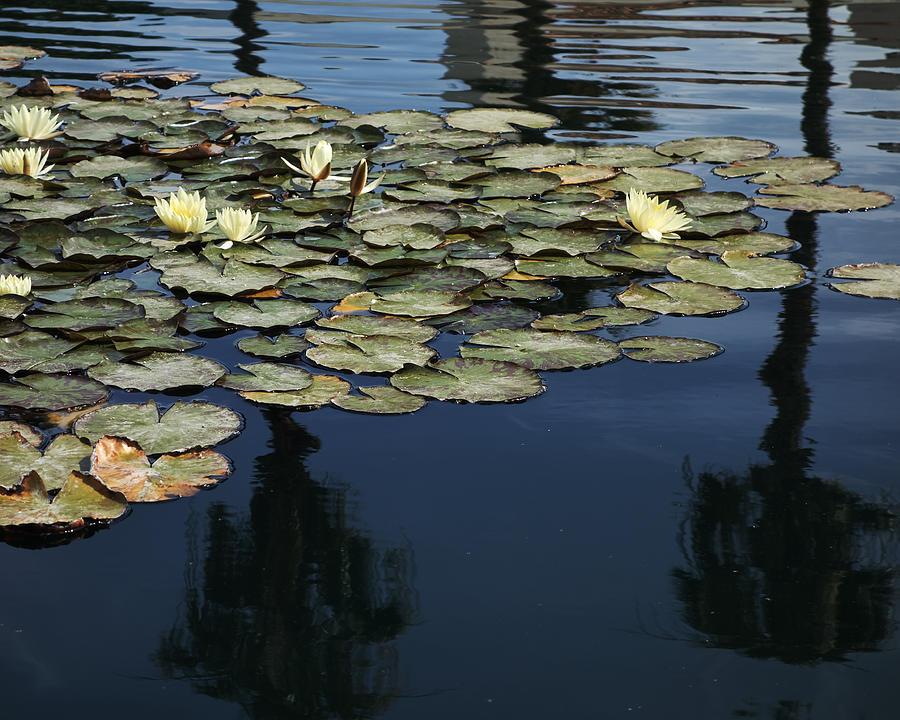 Lily Pond Reflections Photograph by Steve Ondrus - Fine Art America