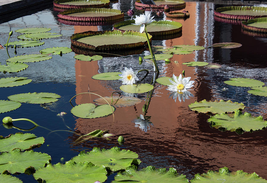 Lily Pond Reflections Photograph by Suzanne Gaff