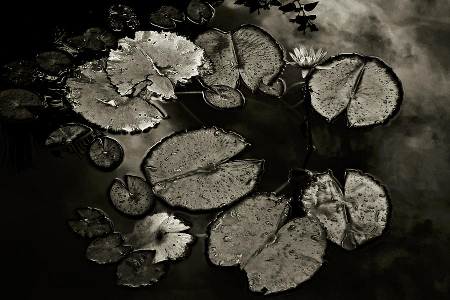 Lily Pond-St Lucia Photograph by Chester Williams