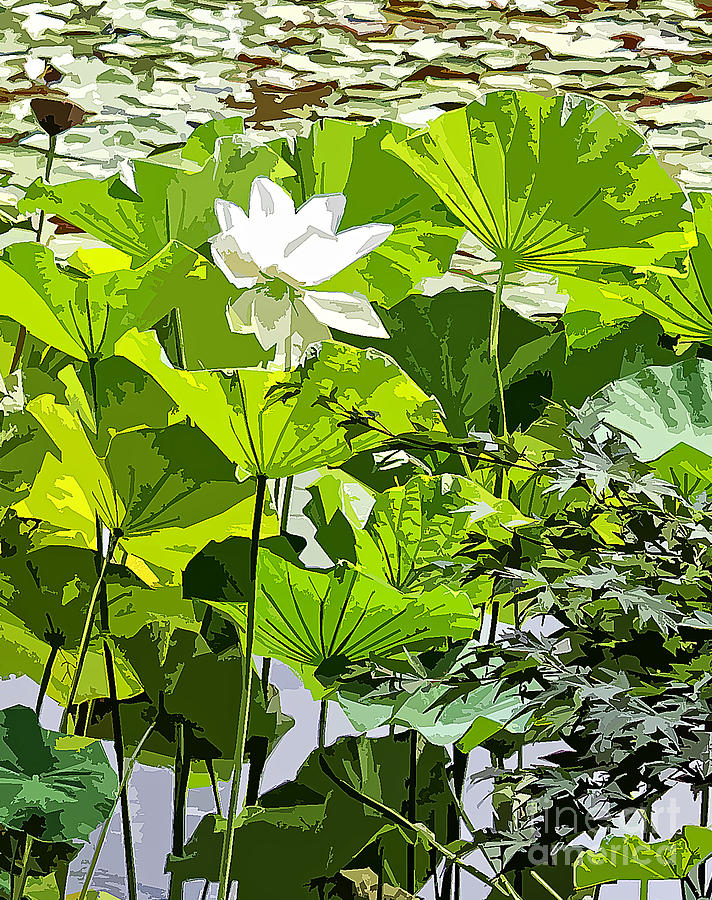 Lily Pond Photograph by Stefan H Unger